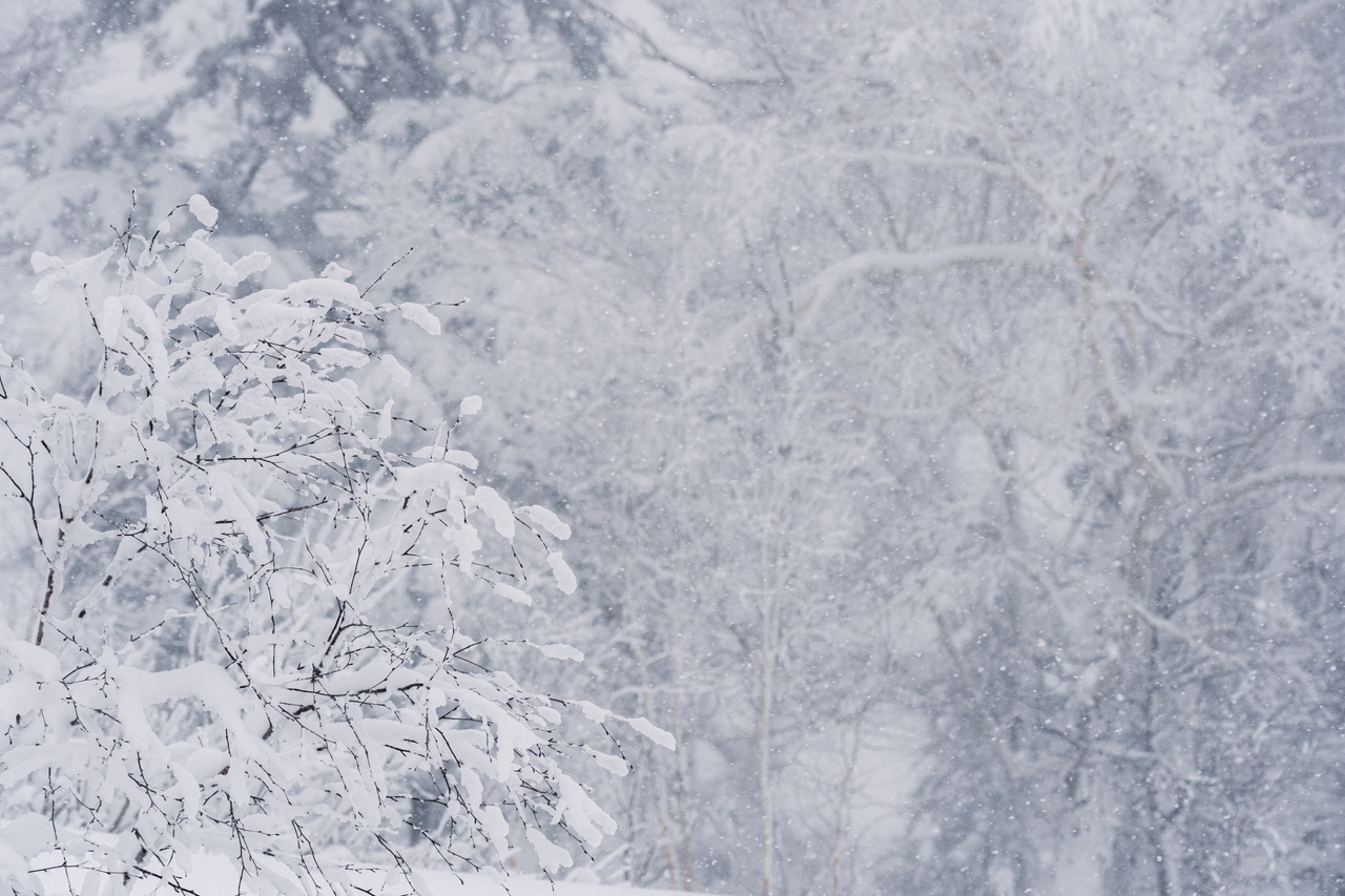 富良野スキー場｜数字以上に良い雪たっぷり！いよいよ『bonchi powder』本領発揮の季節到来です！